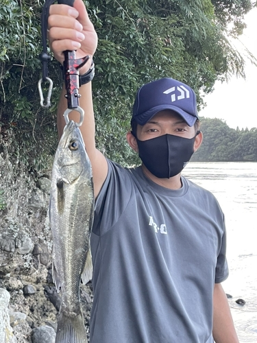 スズキの釣果