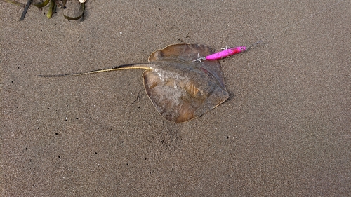 アカエイの釣果