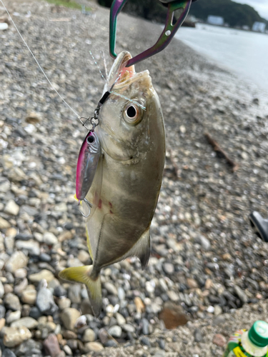 メッキの釣果