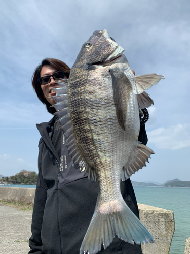 チヌの釣果