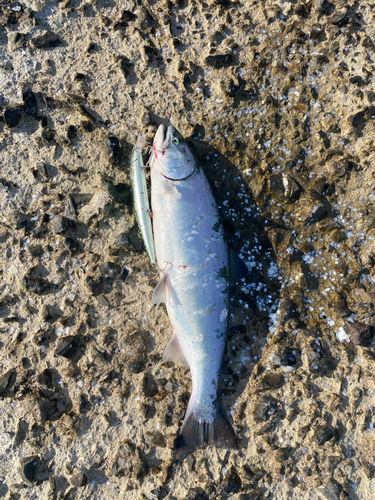 サクラマスの釣果