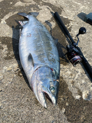 サクラマスの釣果