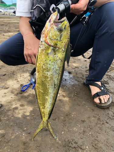 シイラの釣果