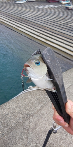 クロメジナの釣果