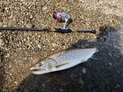 アメマスの釣果