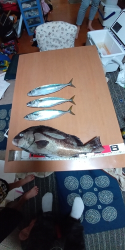 コショウダイの釣果