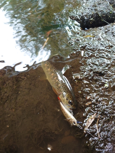 ブラウントラウトの釣果