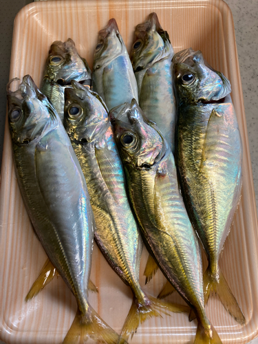 アジの釣果