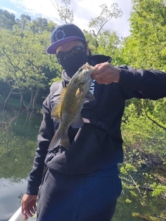スモールマウスバスの釣果