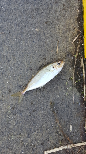 サバの釣果