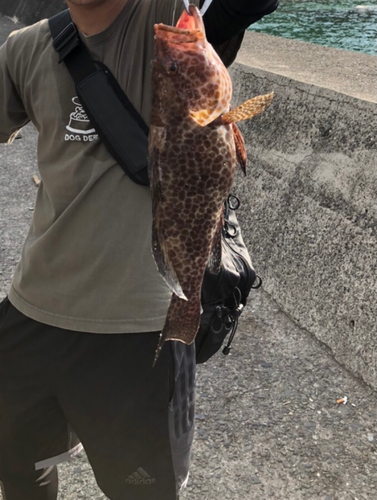 オオモンハタの釣果