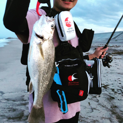 イシモチの釣果