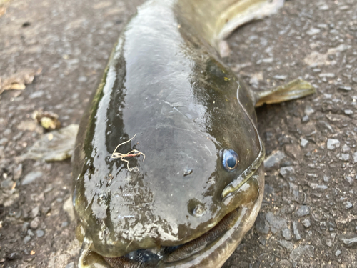 ナマズの釣果