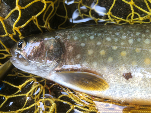 ニッコウイワナの釣果