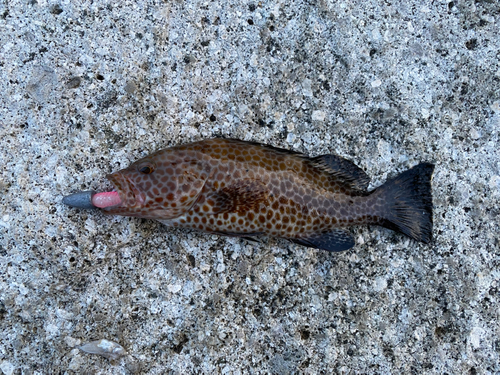 オオモンハタの釣果