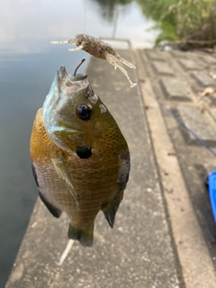 ブルーギルの釣果