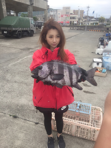 イシダイの釣果