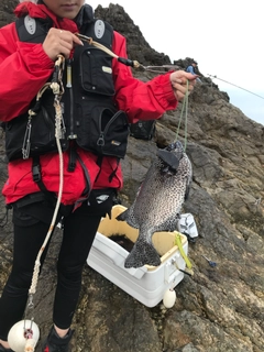 イシガキダイの釣果