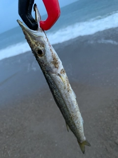 カマスの釣果