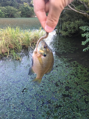 ブルーギルの釣果