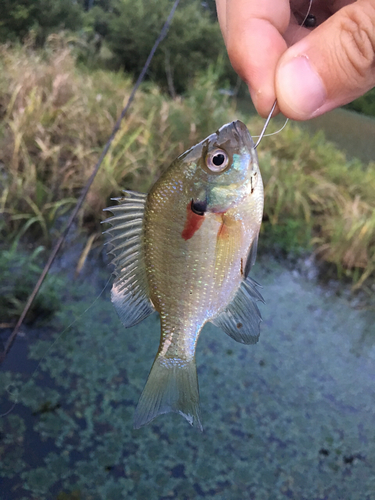 ブルーギルの釣果