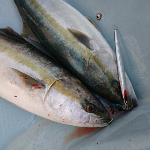 メジロの釣果