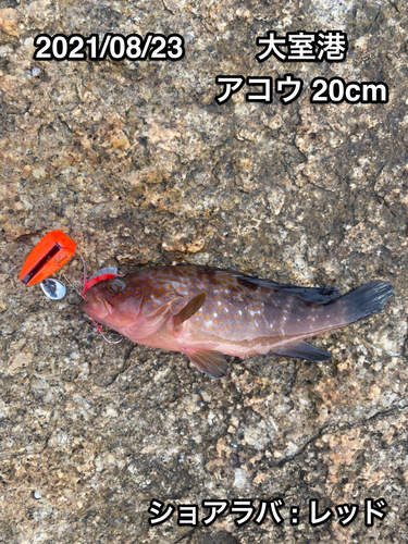 アコウの釣果