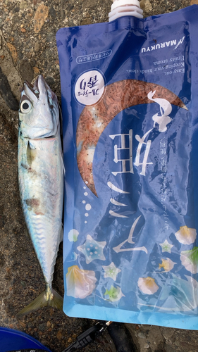 サバの釣果