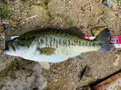 ブラックバスの釣果