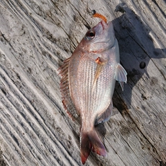 チダイの釣果