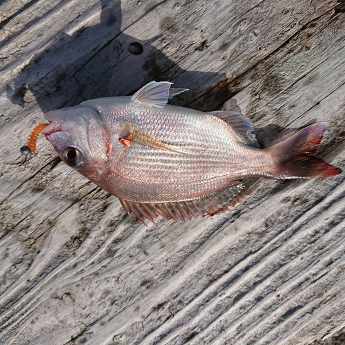 チダイの釣果