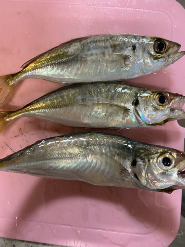 アジの釣果