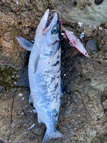 サクラマスの釣果