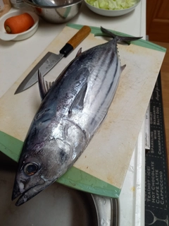 カツオの釣果