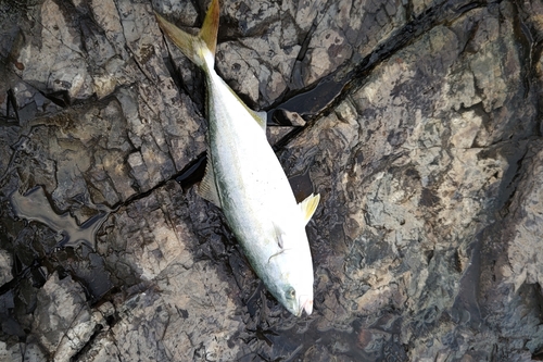 イナダの釣果