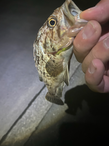 ソイの釣果