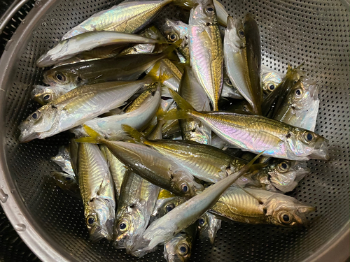 アジの釣果