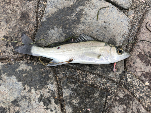 セイゴ（ヒラスズキ）の釣果