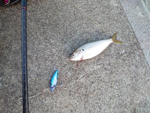 コノシロの釣果