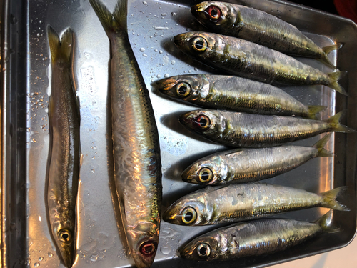 ウルメイワシの釣果