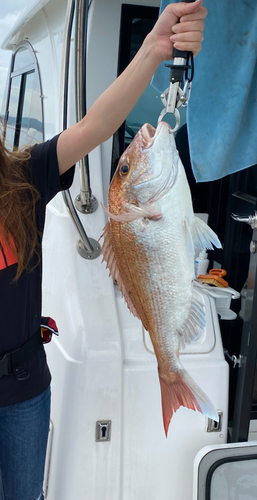 タイの釣果