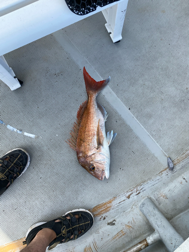 マダイの釣果