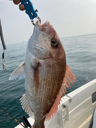 マダイの釣果