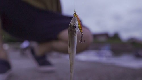 キスの釣果