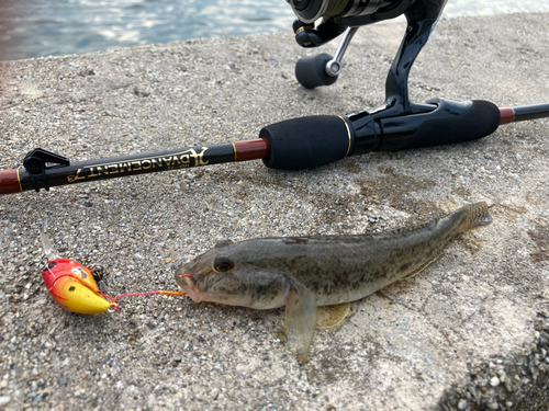 マハゼの釣果