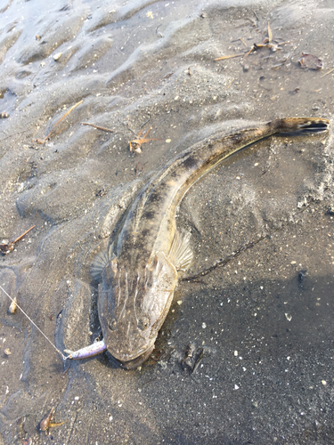 マゴチの釣果