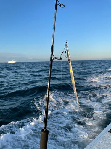 ハマチの釣果