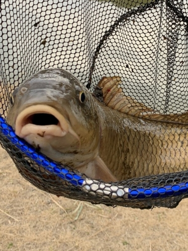 コイの釣果