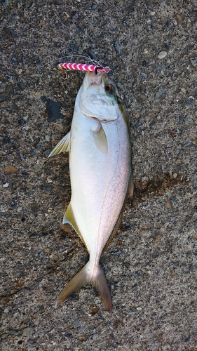 ショゴの釣果