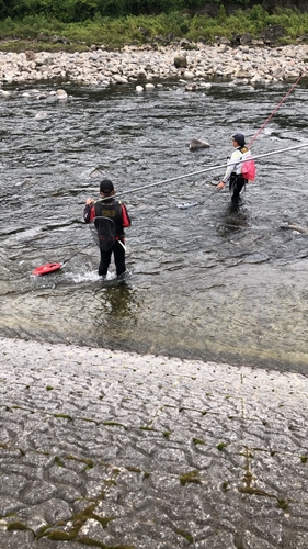 アユの釣果